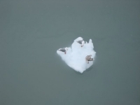 birds-on-floating-ice