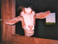 smilinggoat