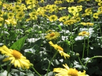 caucasian leopard\'s vein