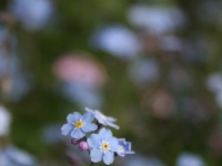 forget-me-nots