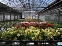 greenhouse