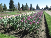 tulips in Niagara Parks