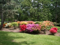 rhododendrums at the Research Station