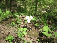 white trillium