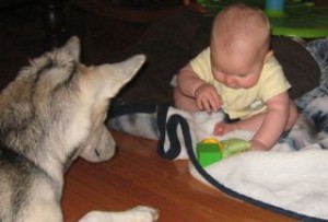Image of dog watching a baby