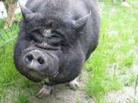 A Hook is like a Guard Dog