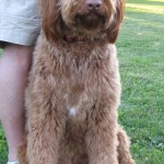 image of dog Rusty from Identity Withheld