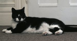 Harold the cat from Serena Jones Mysteries